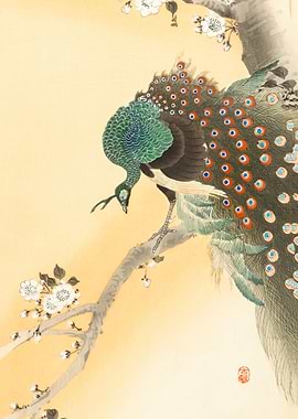 Peacock on cherry blossom