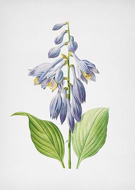 Vintage Blue Daylily