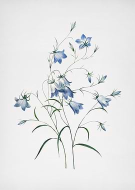 Vintage Campanule Painting