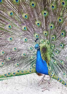 Peacock