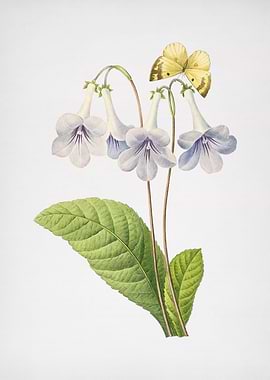 Vintage Canterbury Bells