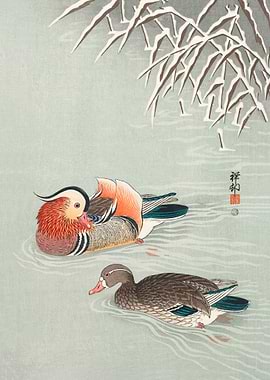 Mandarin ducks