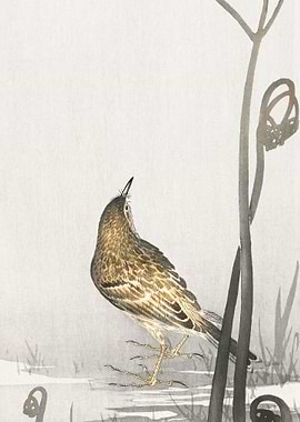 Pipit on a waterfront