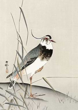 Lapwing and reed