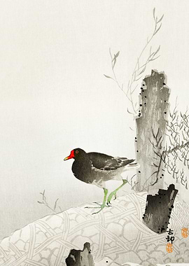 Moorhen