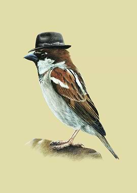 Italian sparrow