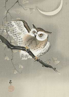 Long eared owl in ginkgo