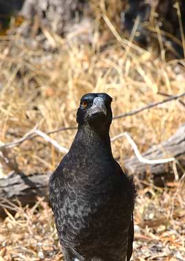 Magpie staring straight