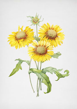 Vintage Blanket Flowers