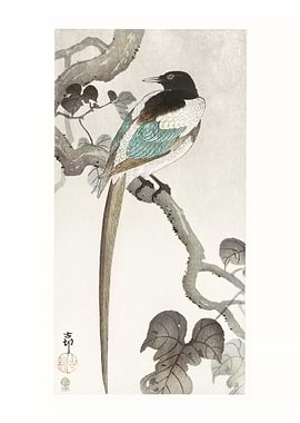 Magpie on tree branch