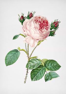 Vintage Roses Painting