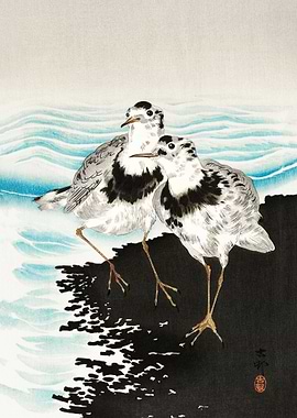 Large coot sandpipers