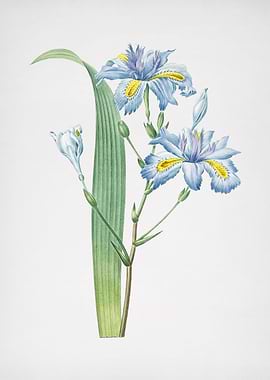 Vintage Butterfly Flower