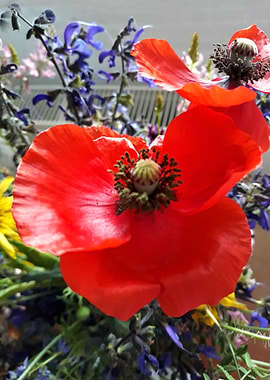 Poppy bouquet