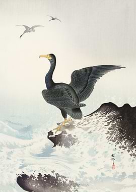 Red mask cormorant on rock