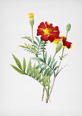 Vintage Mexican Marigold