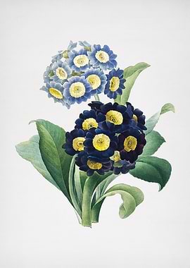 Vintage Mountain Cowslip