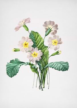 Vintage Grandiflora Flower