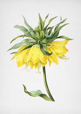 Vintage Kaisers Crown