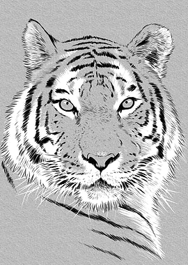Beautiful Sketch Tiger