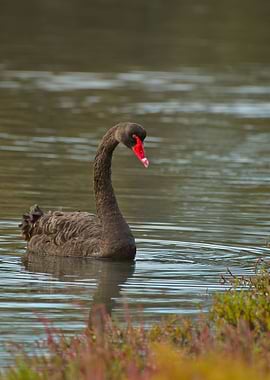 Black swan portrait