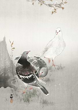 Three pigeons