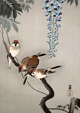 Ring sparrows at wisteria
