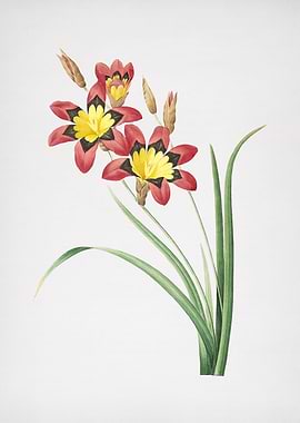 Vintage Ixia Tricolore