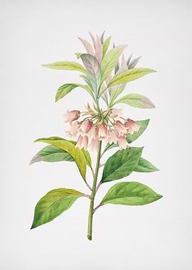 Chinese New Year Flower