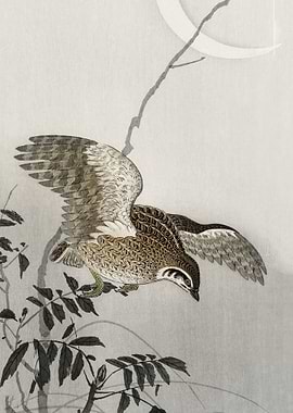 Quail at moon sickle