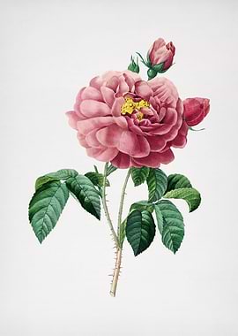 Vintage Gallic Rose Flower
