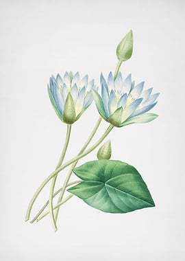 Vintage Egyptian Lotus