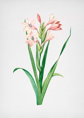 Vintage Gladiolus Flower