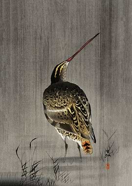 Snipe in the rain