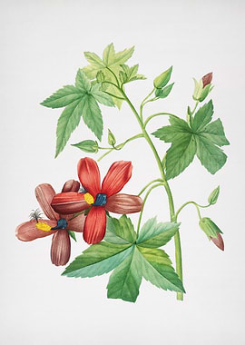 Vintage Lavatera Phoenicea