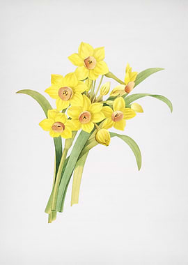 Chinese Sacred Lily Flower