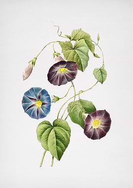 Vintage Morning Glory