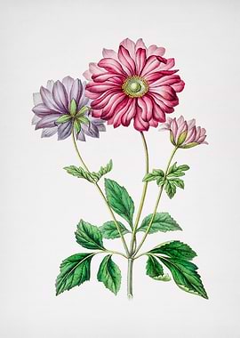 Vintage Hyacinth Flower