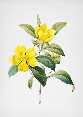 Vintage Golden Guinea Vine