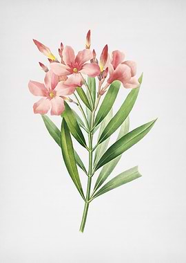 Vintage Oleander Flower
