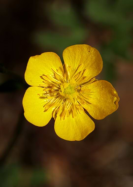 Ranunculus acris flower