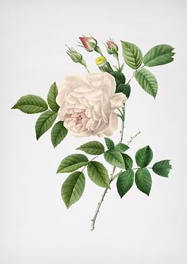 Vintage Rosa Indica Flower