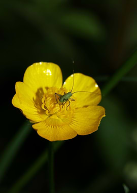 Ranunculus acris flower