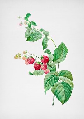 Vintage Red Berries Flower