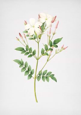 Vintage Spanish Jasmine