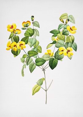 Vintage Platilobium Flower