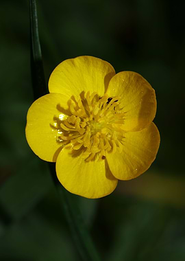 Ranunculus acris flower
