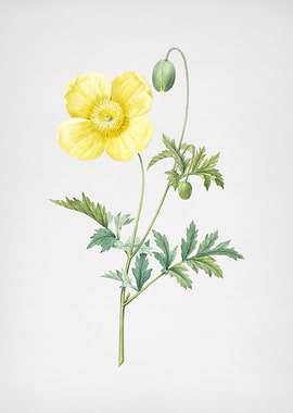 Vintage Welsh Poppy