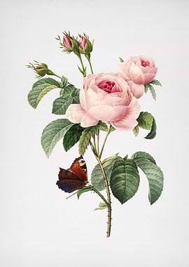 Vintage Provence rose