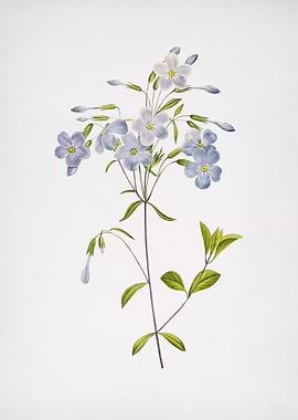 Vintage Phlox Flower